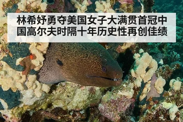 林希妤勇夺美国女子大满贯首冠中国高尔夫时隔十年历史性再创佳绩